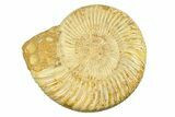 Polished Jurassic Ammonite (Kranosphinctes) - Madagascar #293945-1